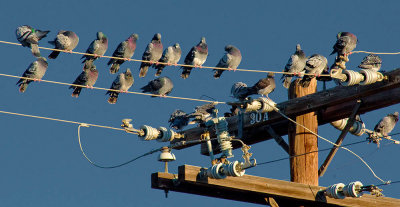 Early Morning Pigeons