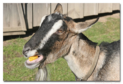 Billy Goat.jpg