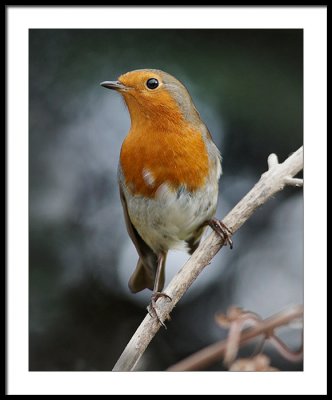 Robin - very redbreast...