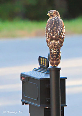 Hawk Waiting for the Mail