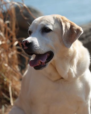 Shelby Portrait