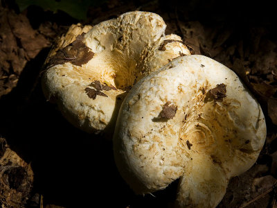 Two Mushrooms.jpg