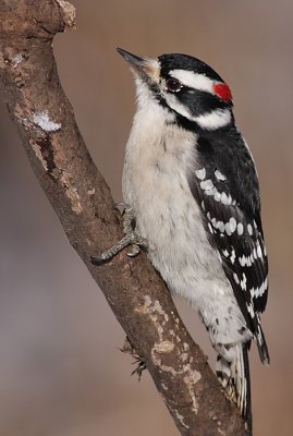 Downy Woodpecker