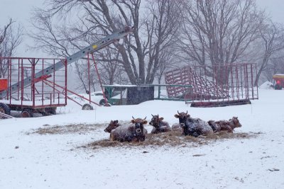 Winter on the Farm