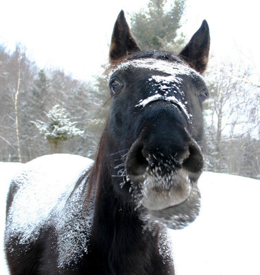 Who You Callin' Moose Nose?