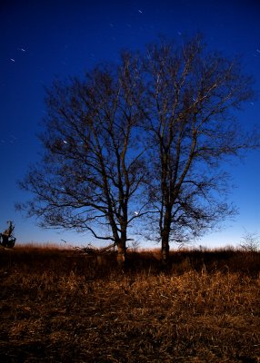 Trees Against the Night Sky