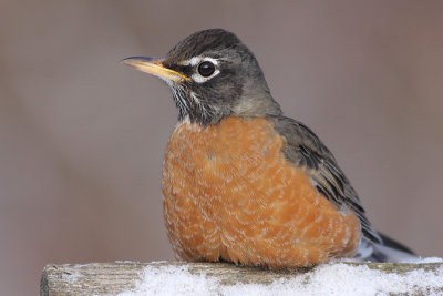 Robin