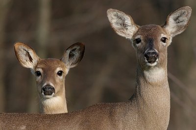 Mother and Yearling