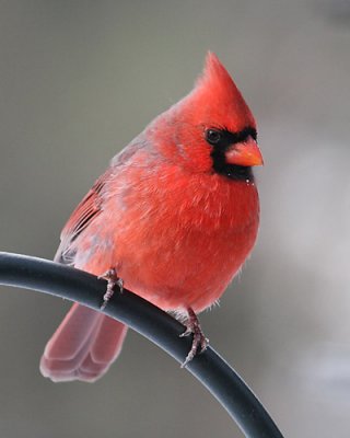 Winter  Cardinal