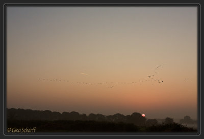 Sunrise, birds and airplanes