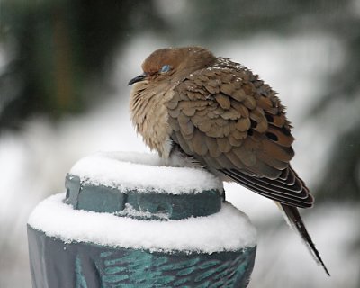 Dove Napping