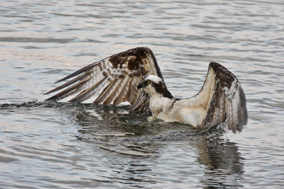 Fighting a Big Fish