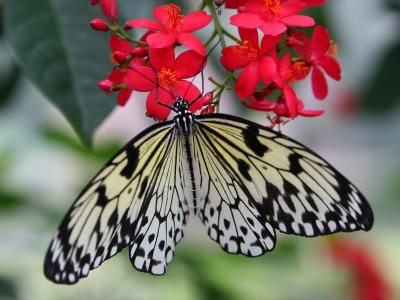 Butterfly at Callaway Gardens