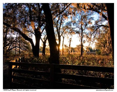 Spanish Moss