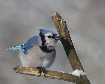  Bluejay 