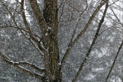 Maple Tree in Winter