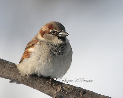  Male Sparrow