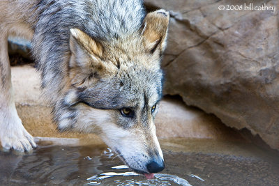 Gray Wolf