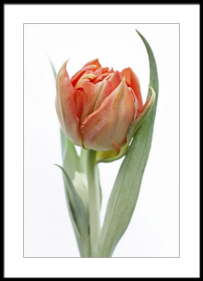 Emerging...