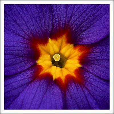 Explosion Epicentre of Purple Primula