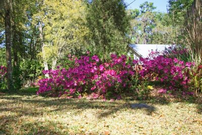 Azaleas