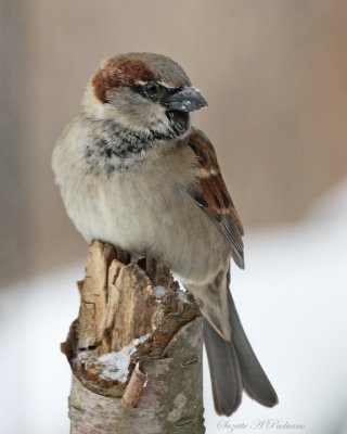  Male Sparrow