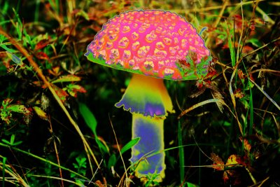 'Shroom in the Field of Imagination