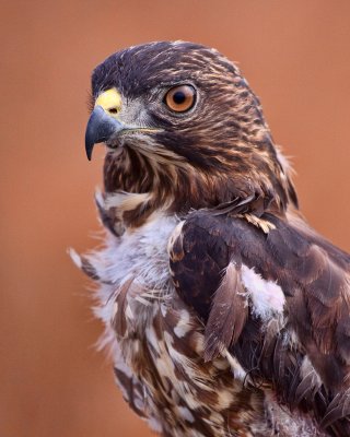 Red Shoulder Hawk