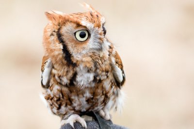 One Eyed Owl