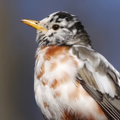 leucistic robin