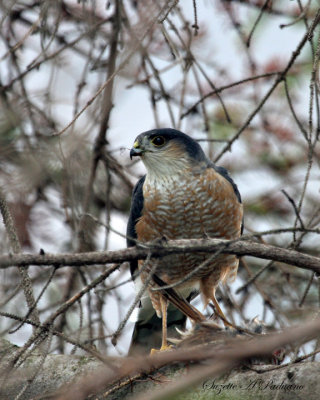  Sharp Shinned Hawk