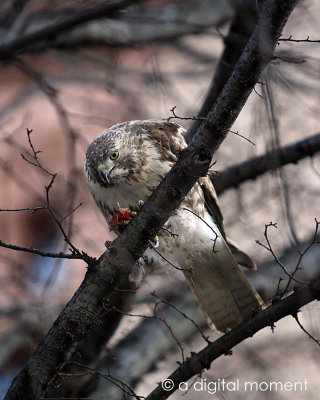 Hawk at Copely Square Boston