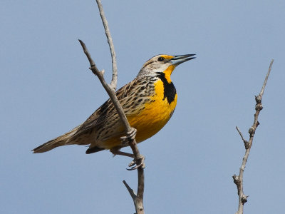 Meadowlark Singing