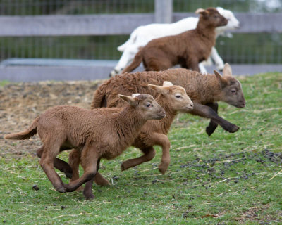 Lamb Olympics