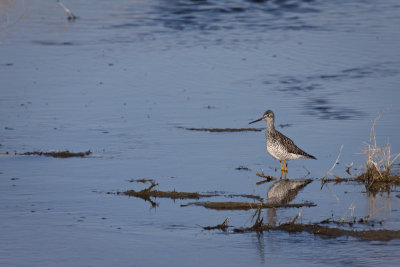 Greater Yellowlegs