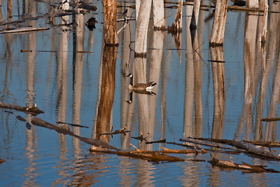 Heron Swamp