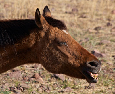 ...arent grinning horses always funny?