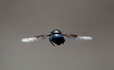 Bug-on-the-Wing