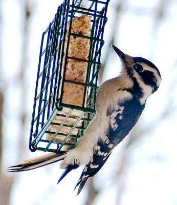 Hairy Woodpecker