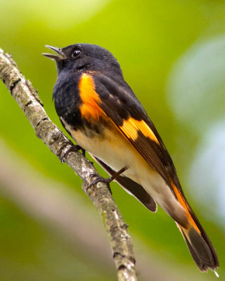 Hes Singing My Song ( American Redstart)