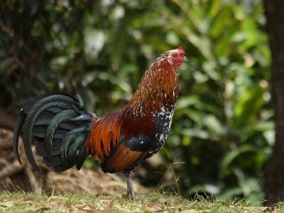 Unofficial Bird of Kauai.JPG
