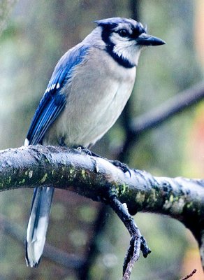 Blue Jay