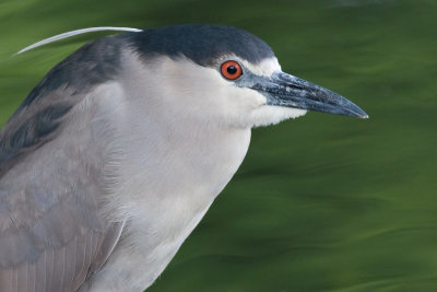 Black-crowned Night Heron