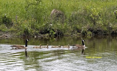 Mr and Mrs Canada Goose and their Goslings