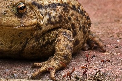 Karl's Toad - cropped