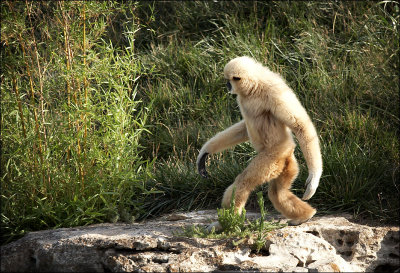 Yeti