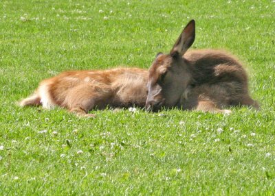 sleeping elk calf.jpg