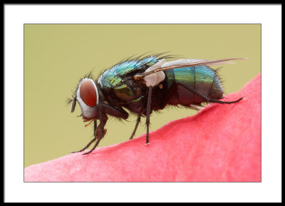 I'll never think again - it's just a housefly!