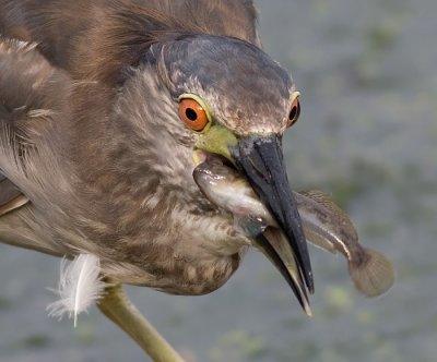 Juvenile Black-crowned Night Heron