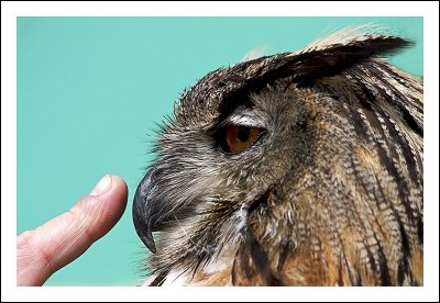 Owl Stroking
